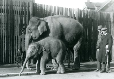 他の2人の男性が見ている間、ビルマゾウと子牛は番人に散歩に連れて行かれました。 作： Frederick William Bond