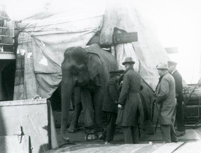 1927年、ロンドン動物園に向かうビルマ象と調教師ら4人の男たち。 作： Frederick William Bond