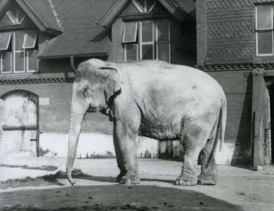 ロンドン動物園のエレファント・ハウスの外に立つビルマゾウ 作： Frederick William Bond