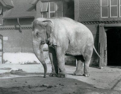 1929年、ロンドン動物園のエレファント・ハウスの外に立つビルマ象（モノクロ写真）。 作： Frederick William Bond