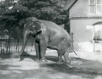 囲いの中のプールから出てくるビルマ象（ロンドン動物園 作： Frederick William Bond