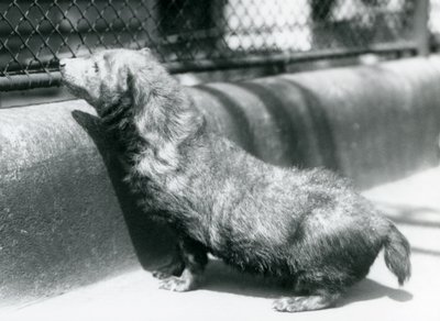 ロンドン動物園でのブッシュドッグ、1925年6月 作： Frederick William Bond