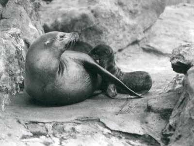 1925年7月、ロンドン動物園の1時間前の子犬を看護するカリフォルニアアシカ 作： Frederick William Bond
