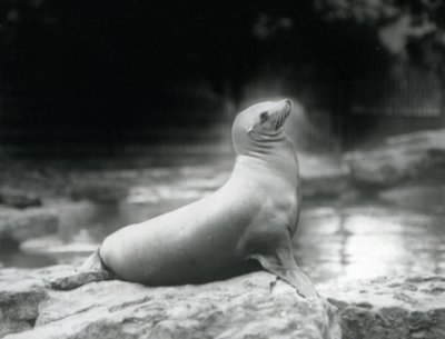 1925年9月、ロンドン動物園のプールの横にある岩の上に座っているカリフォルニアアシカ 作： Frederick William Bond