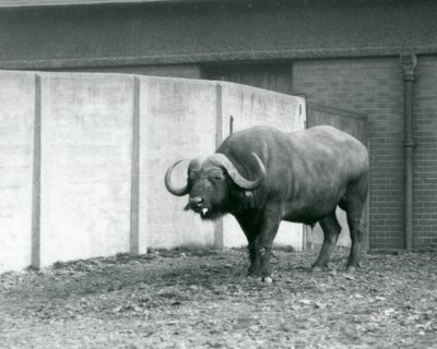 1928年、ロンドン動物園の囲いのコンクリート壁の横に立つケープ・アフリカン・バッファローの雄牛（モノクロ写真）。 作： Frederick William Bond