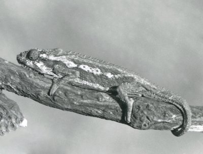 1927年にロンドン動物園で開催された枝につかまったケープドワーフカメレオン 作： Frederick William Bond
