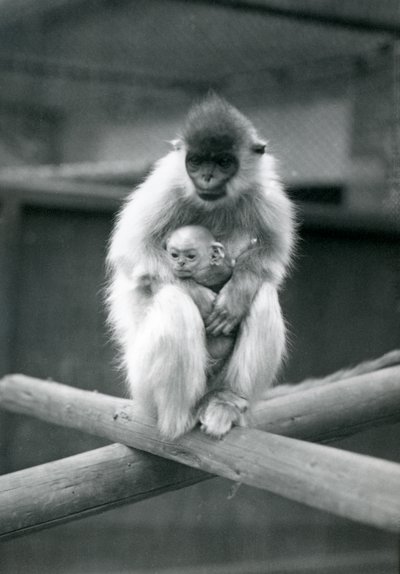 梁の上に座っている間、帽子をかぶったラングールを抱く赤ちゃん。ロンドン動物園、1913年10月6日 作： Frederick William Bond