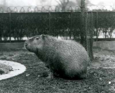 1927年8月にロンドン動物園の囲いに座っているカピバラ 作： Frederick William Bond