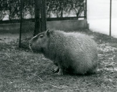 1927年6月にロンドン動物園の囲いに座っているカピバラ 作： Frederick William Bond
