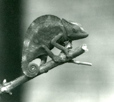 1927年にロンドン動物園で開催された、支部の終わりを握っているカメレオン 作： Frederick William Bond