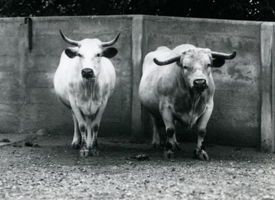 1924年7月、ロンドン動物園でのチャートレイ牛と牛 作： Frederick William Bond