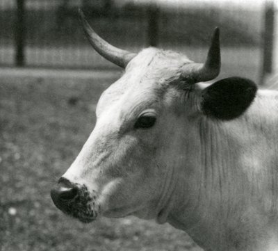 1924年7月、ロンドン動物園でのチャートレイ牛 作： Frederick William Bond