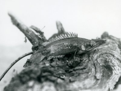 1928年9月にロンドン動物園で水を切り、枯れた枝で休んでいるクライミングパーチ 作： Frederick William Bond