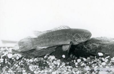 1928年9月にロンドン動物園で水に浸かって、水槽の底で岩と砂利の上で休んでいるクライミングパーチ 作： Frederick William Bond
