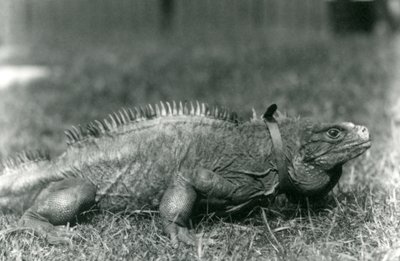 1924年7月、ロンドン動物園の芝生の上を歩いて首輪を着用した曇った岩イグアナ 作： Frederick William Bond