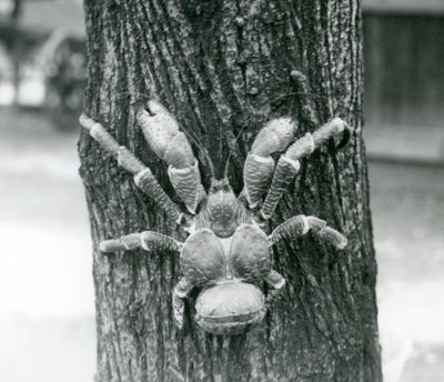 ココナッツカニ、または強盗クラブ、木に登る、ロンドン動物園、1927年7月 作： Frederick William Bond