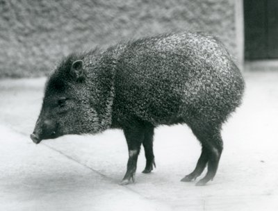 ロンドン動物園の首輪付きペッカリー、1927年 作： Frederick William Bond