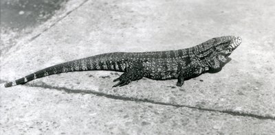 1926年8月のロンドン動物園でのCommonGoldGoldenBlackColumbian TeguまたはTiger Lizard 作： Frederick William Bond