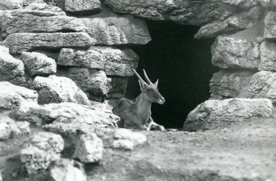 1929年、ロンドン動物園のエランド／アンテロープ・パドックの岩の間にあるシェルターの入り口で休むコモン・エランド（モノクロ写真）。 作： Frederick William Bond