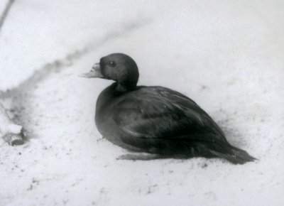 1925年にロンドン動物園で一般的なスコッター 作： Frederick William Bond