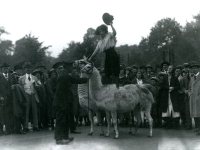 1924年にロンドン動物園を訪問中に、騎乗位が2人のラマにまたがって立っています。 作： Frederick William Bond