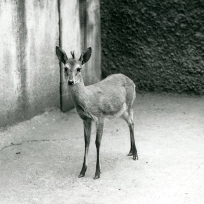 1927年8月にロンドン動物園で戴冠したサヘル西部アフリカブッシュダイカー 作： Frederick William Bond