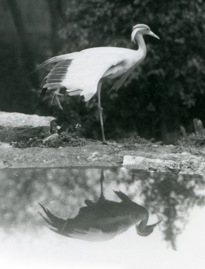 ロンドン動物園のプールに鏡のように映る、片足で立つドゥモワゼル・クレーン 作： Frederick William Bond