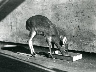 1925年7月、ロンドン動物園の地上トレイから給餌するダイカー 作： Frederick William Bond