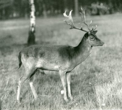 1924年10月にロンドン動物園で休んでいるダマジカ 作： Frederick William Bond