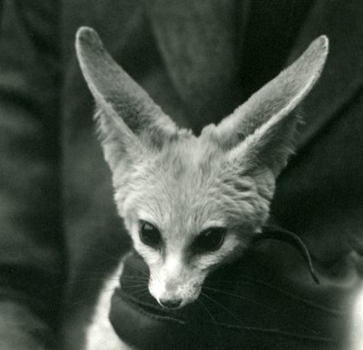 フェネックギツネは首の周りで手袋をはめた看守に抱かれました、1924 作： Frederick William Bond