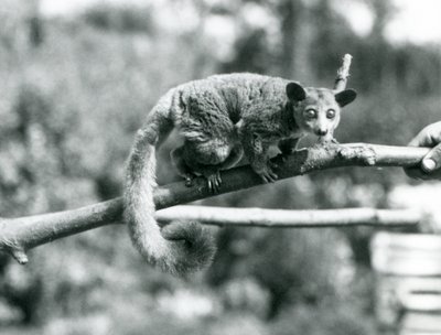 飼育員に抱かれて枝を歩くガラゴ（ロンドン動物園 作： Frederick William Bond