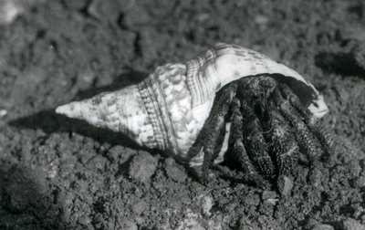 1925年にロンドン動物園で発見された巨大なヤドカリ 作： Frederick William Bond