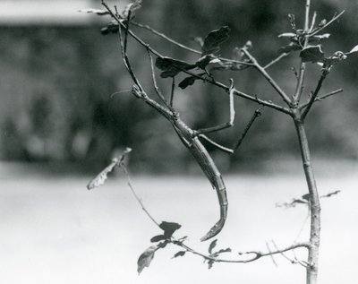 1923年にロンドン動物園で小枝に偽装された巨大ナナフシ 作： Frederick William Bond