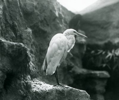 1927年9月にロンドン動物園の岩の上に立っているオオサギまたはオオアオサギ 作： Frederick William Bond