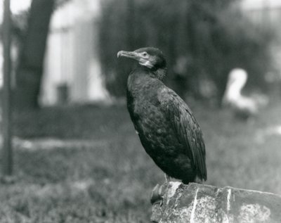 1927年9月のロンドン動物園での鵜 作： Frederick William Bond