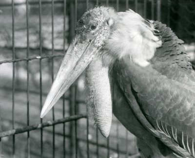 1925年7月のロンドン動物園でのコウノトリ 作： Frederick William Bond