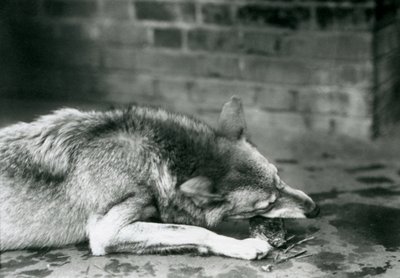 1927年にロンドン動物園で食事をするために横たわっているGreyTimberオオカミ 作： Frederick William Bond