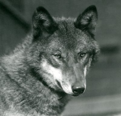 ロンドン動物園での灰色オオカミ、1925年 作： Frederick William Bond