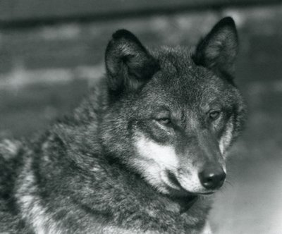 ロンドン動物園での灰色オオカミ、1925年 作： Frederick William Bond