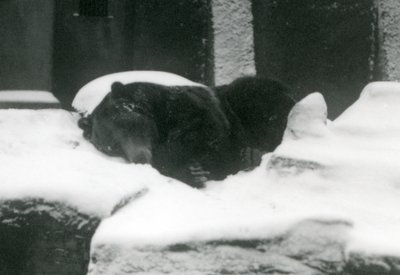 グリズリーベアが雪の中で眠っている、ロンドン動物園、1924 作： Frederick William Bond