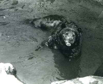 1924年にグリズリーベアがロンドン動物園のプールで入浴 作： Frederick William Bond