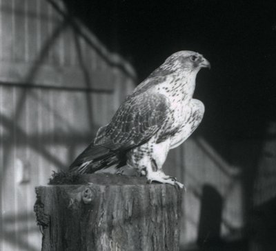 丸太で休むシロハヤブサ、ロンドン動物園、1925年12月 作： Frederick William Bond