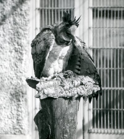 1914年4月、ロンドン動物園でのハーピーイーグル 作： Frederick William Bond