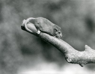枝に止まったハシボソヤマネ（ロンドン動物園 作： Frederick William Bond