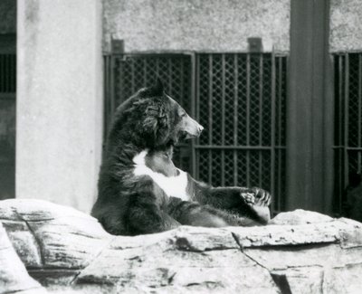 岩の上に腰を下ろし、足先を握るヒマラヤン・ブラック・ベア（ロンドン動物園 作： Frederick William Bond