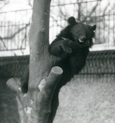 1925年にロンドン動物園の木にいるヒマラヤのヒグマイザベリンクマズーテ 作： Frederick William Bond
