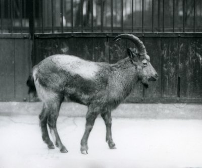 1927年にロンドン動物園に立ったヒマラヤアイベックス 作： Frederick William Bond