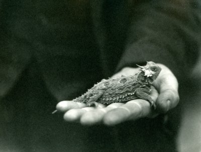 ツノトカゲは飼育員の手にかかっています、ロンドン動物園、1923年4月（bw写真） 作： Frederick William Bond