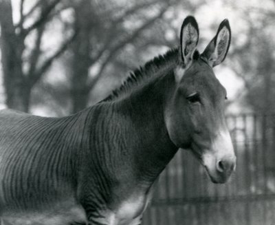 1924年7月にロンドン動物園でハイブリッドゼブラ 作： Frederick William Bond