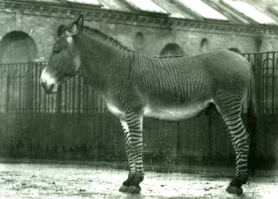 1924年にロンドン動物園で囲われたハイブリッドゼブラ（bw写真） 作： Frederick William Bond